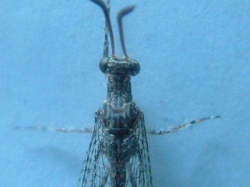 Réf. 266 276 : Neuroleon egenus